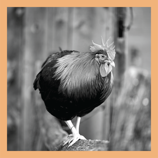 Walking the Fence - signed print by Trevor D