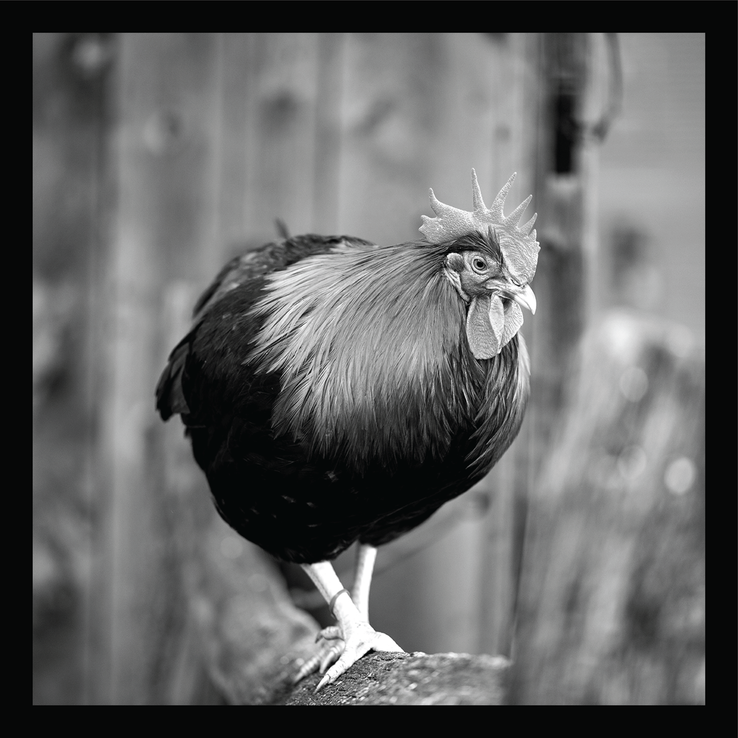 Walking the Fence - signed print by Trevor D