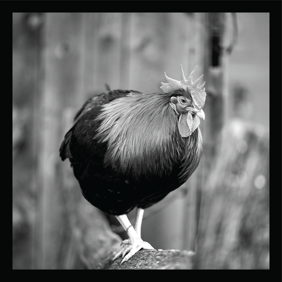 Walking the Fence - signed print by Trevor D