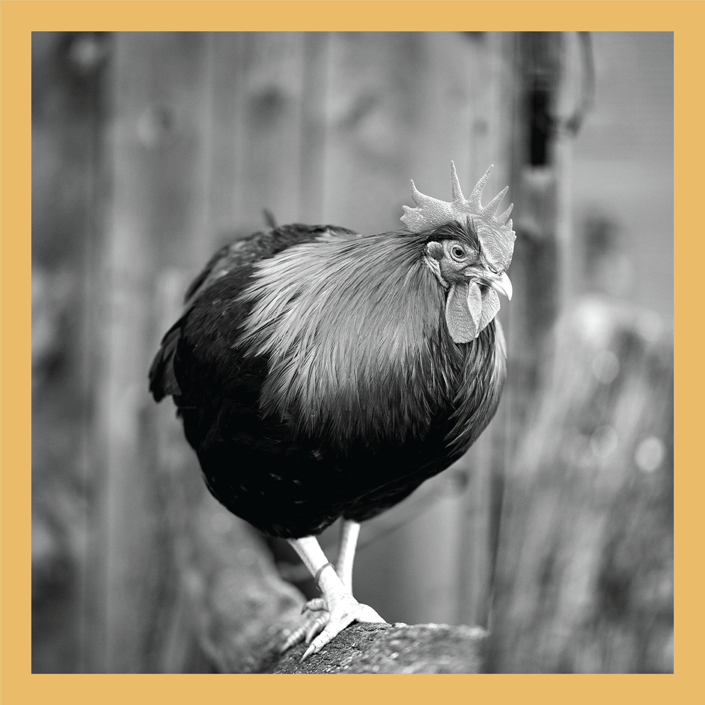 Walking the Fence - signed print by Trevor D