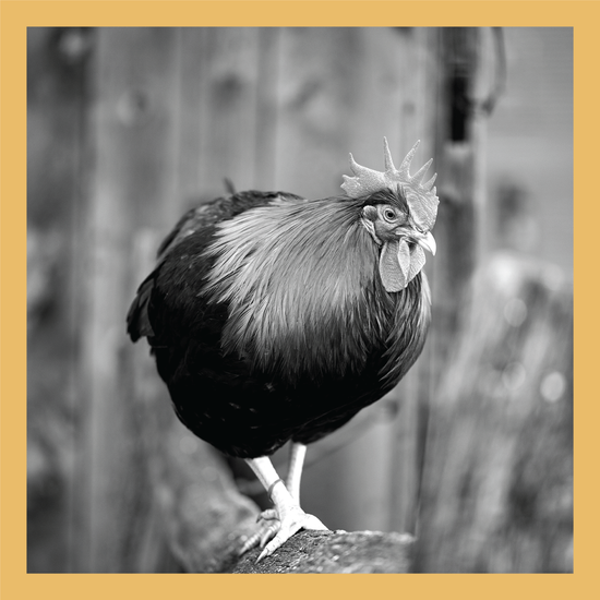 Walking the Fence - signed print by Trevor D