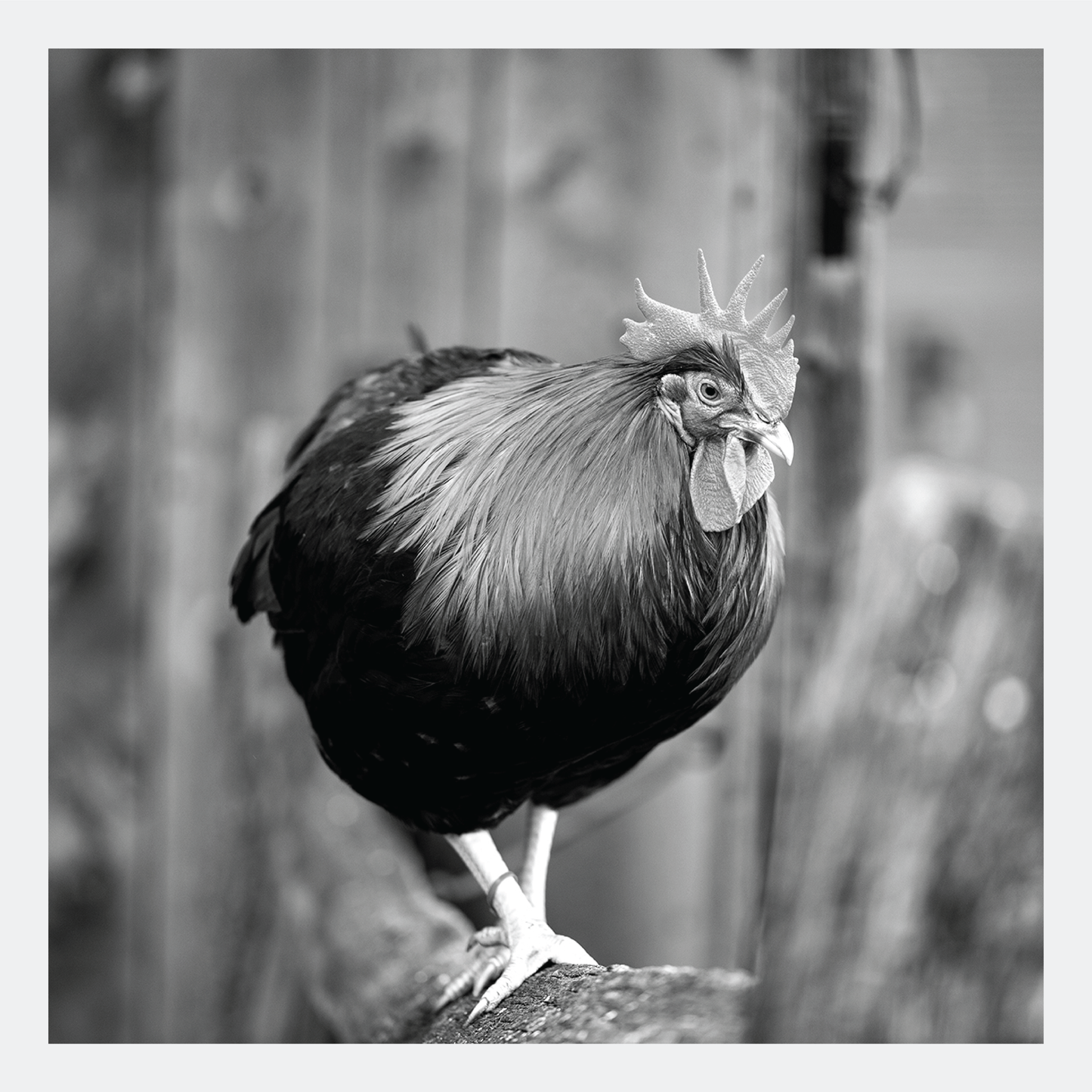 Walking the Fence - signed print by Trevor D