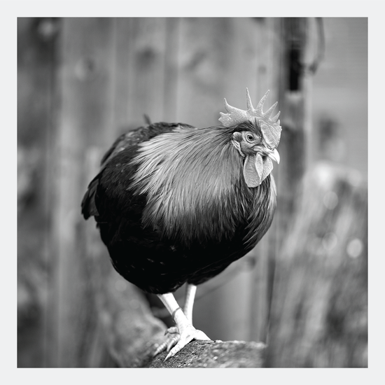 Walking the Fence - signed print by Trevor D