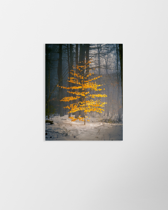 Cargar imagen en el visor de la galería, shutesbury winter tree by Jamie Malcolm Brown
