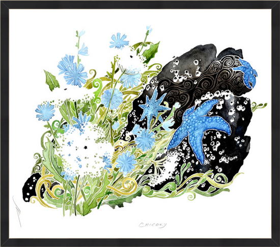 Chicory- Print by Pete Sandker