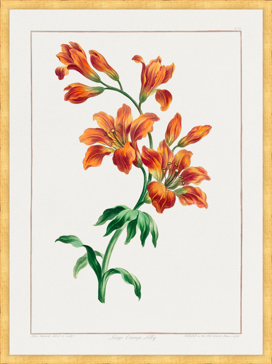 Load image into Gallery viewer, Orange Lily I – Vintage Botanical Print
