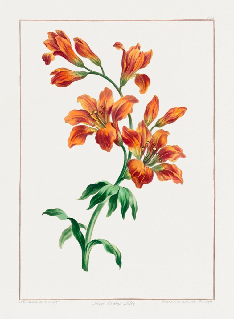 Orange Lily I – Vintage Botanical Print