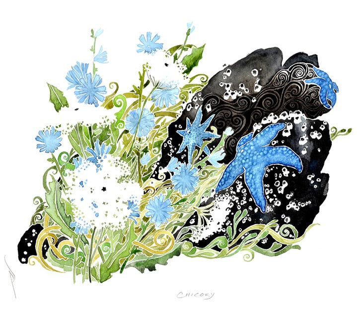 Chicory- Print by Pete Sandker