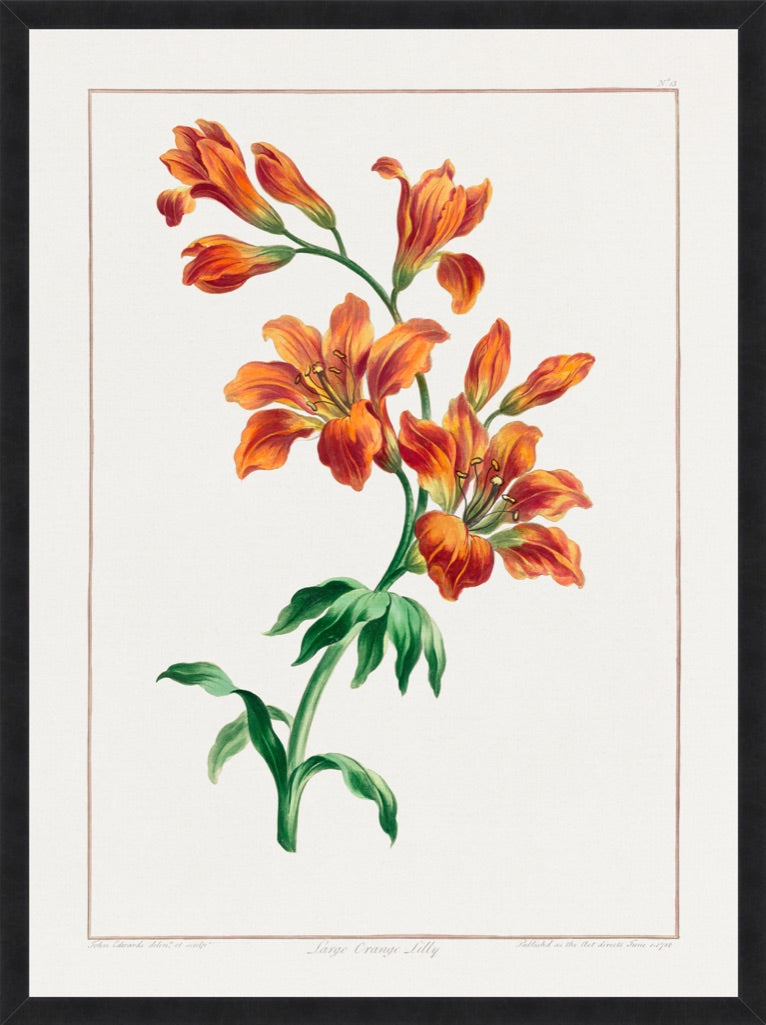 Cargar imagen en el visor de la galería, Orange Lily I – Vintage Botanical Print
