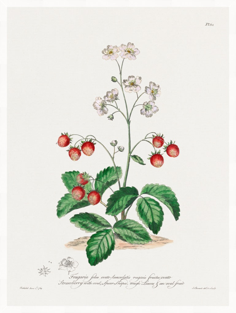 Cargar imagen en el visor de la galería, Strawberries – Vintage Botanical Print
