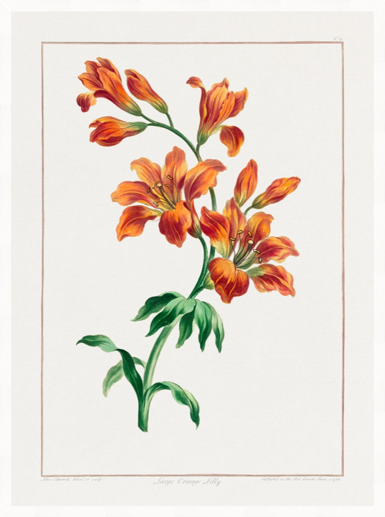 Cargar imagen en el visor de la galería, Orange Lily I – Vintage Botanical Print
