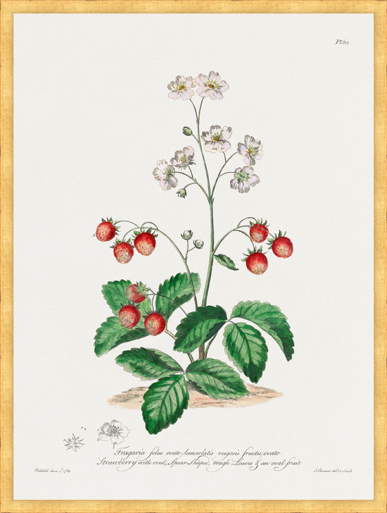 Cargar imagen en el visor de la galería, Strawberries – Vintage Botanical Print
