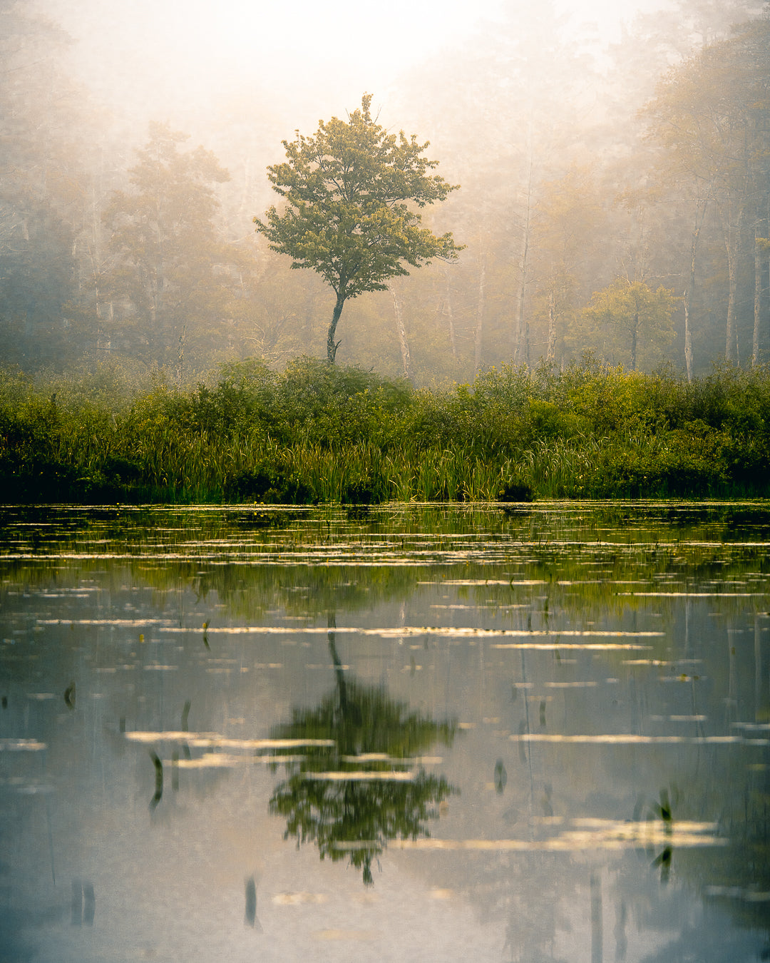 Cargar imagen en el visor de la galería, Foggy morning at Lake Wyola by Jamie Malcolm Brown
